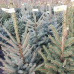 Smrek pichľavý (Picea pungens) – výška 100-130 cm, kont. C15L